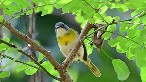 Yellow-breasted Apalis - ML623621462