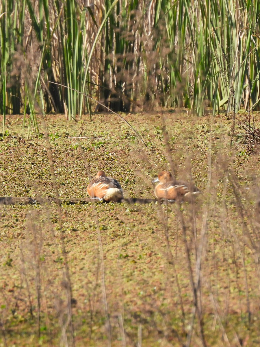 Fulvous Whistling-Duck - ML623621466