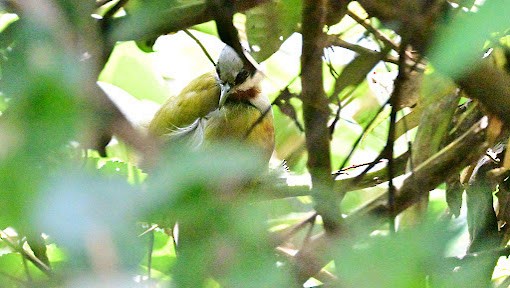 Gray-capped Warbler - ML623621478