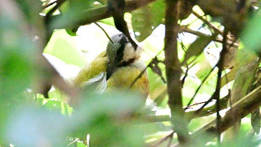 Gray-capped Warbler - ML623621479