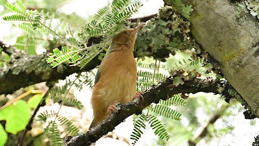 Red-faced Crombec - ML623621485