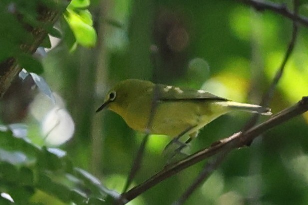 Northern Yellow White-eye - ML623621508