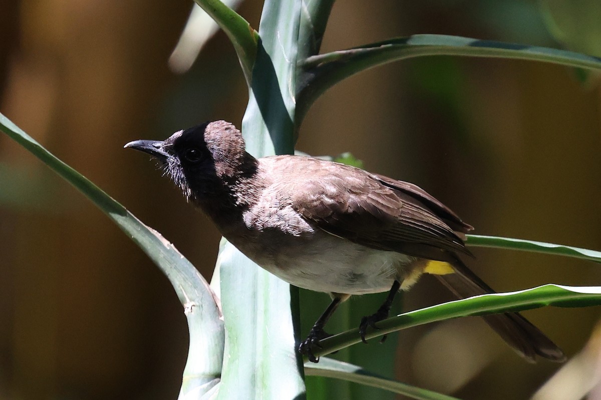 Common Bulbul - ML623621518