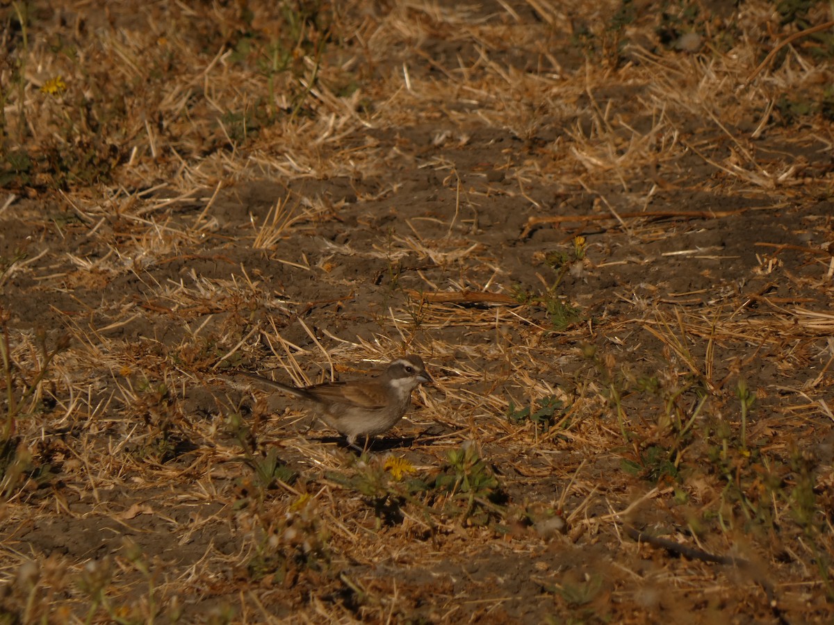 Black-throated Sparrow - ML623621528