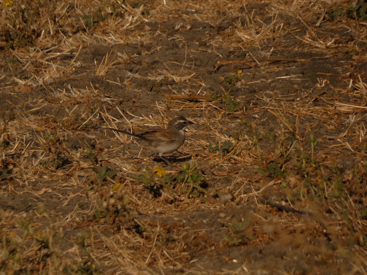 Black-throated Sparrow - ML623621534