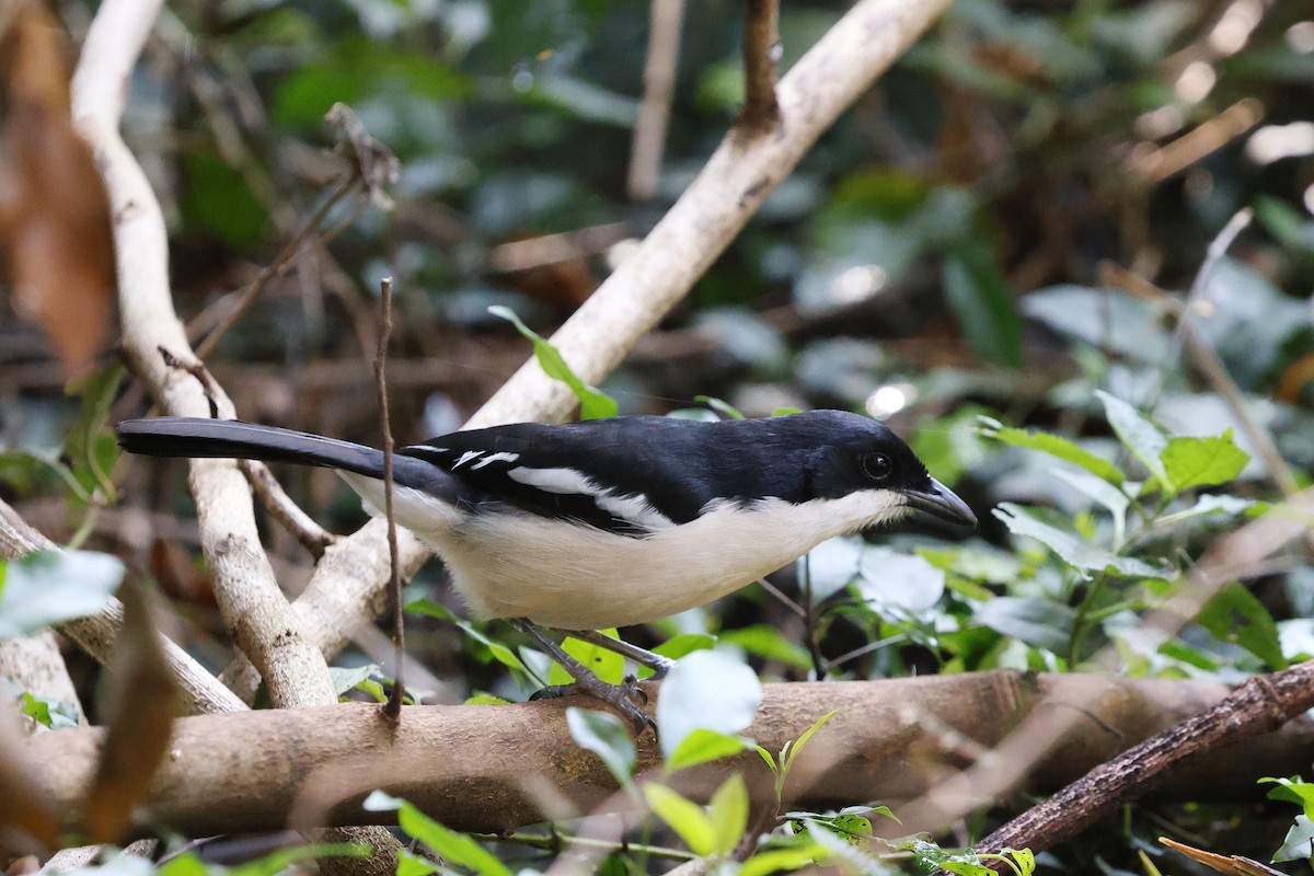 Tropical Boubou - ML623621568