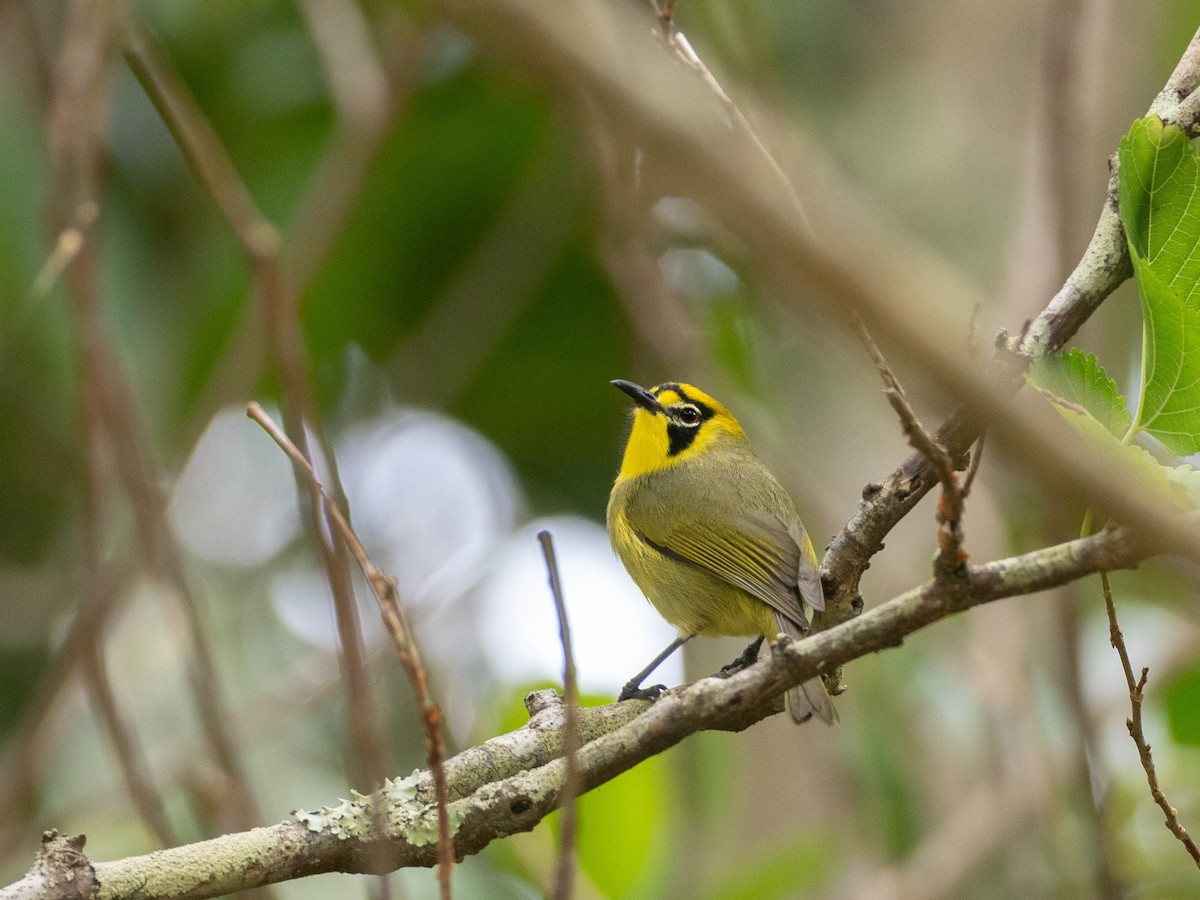 Bonin White-eye - ML623621576