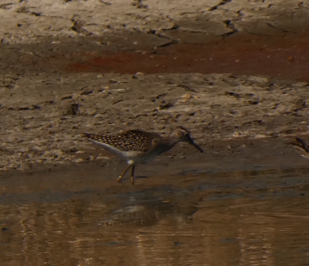 Wood Sandpiper - Jasen Liu