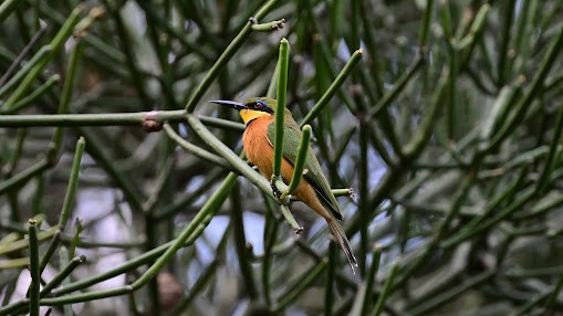 Cinnamon-chested Bee-eater - ML623621613