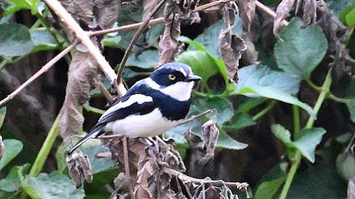 Chinspot Batis - Carolyn Leifer