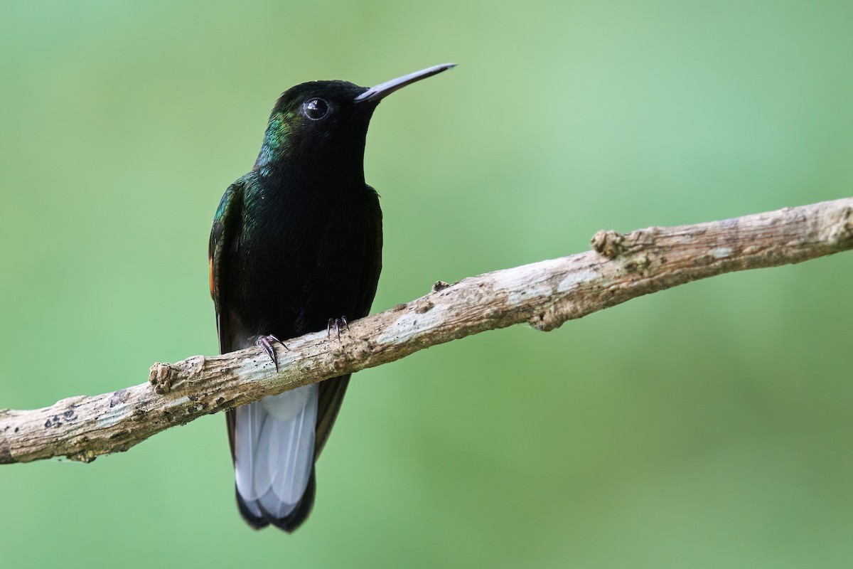 Black-bellied Hummingbird - ML623621621