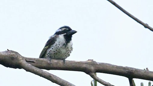 Spot-flanked Barbet - ML623621626