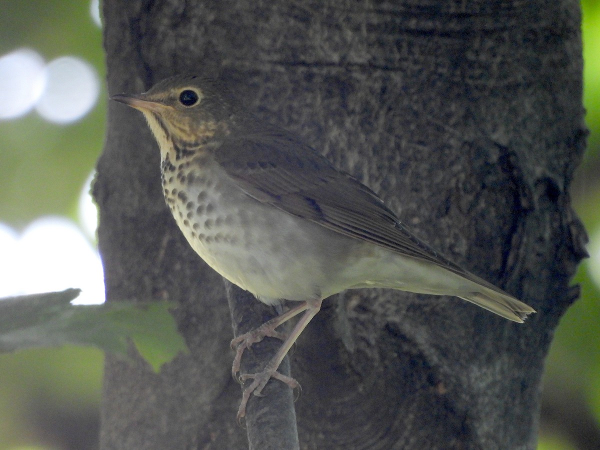 Swainson's Thrush - ML623621657