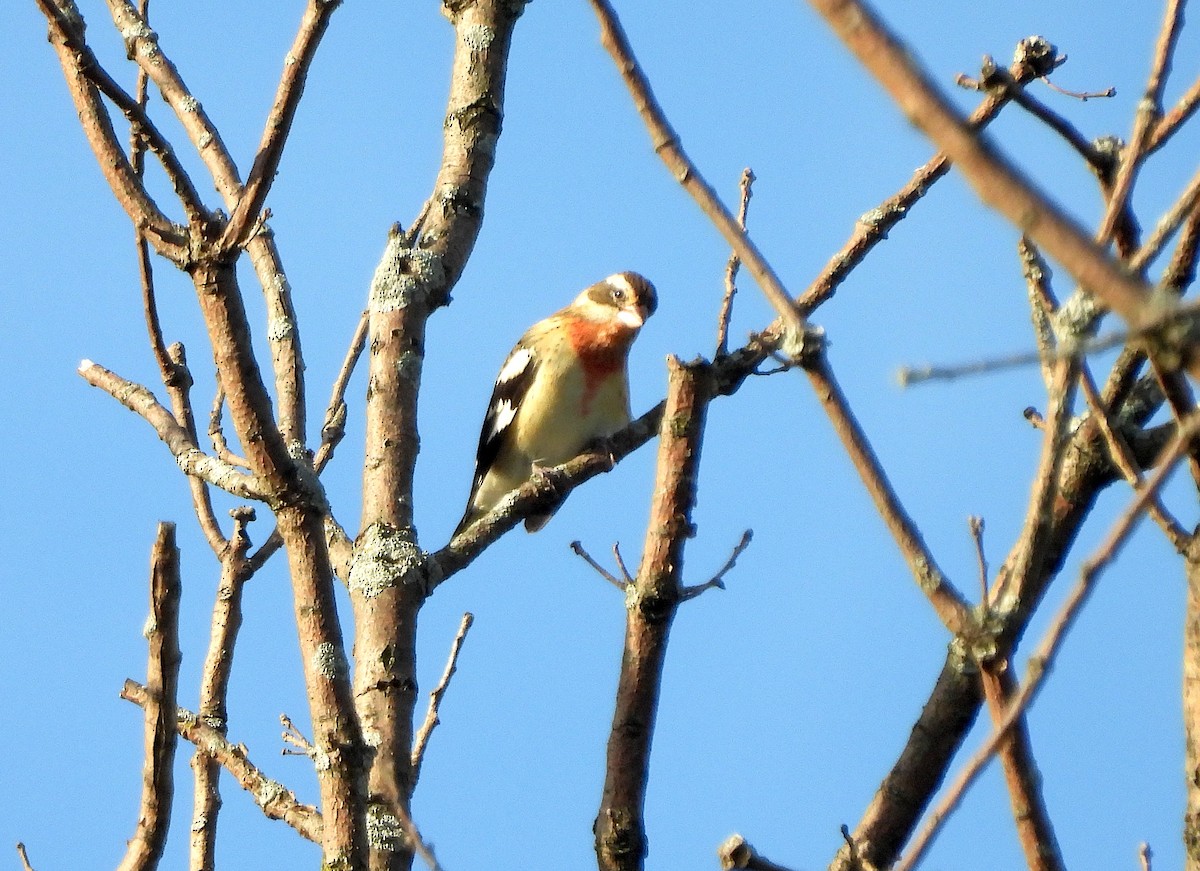 Rose-breasted Grosbeak - ML623621674