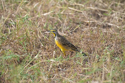 Yellow-throated Longclaw - Carolyn Leifer