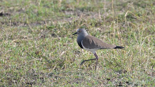 Black-winged Lapwing - ML623621744