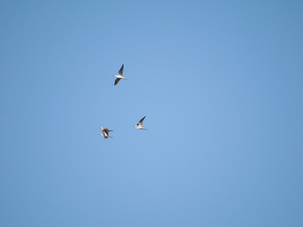 Common Greenshank - ML623621806