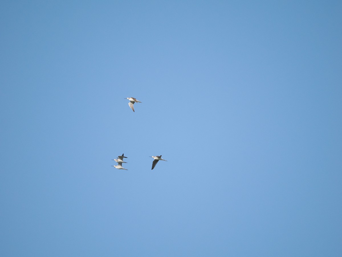 Common Greenshank - ML623621807