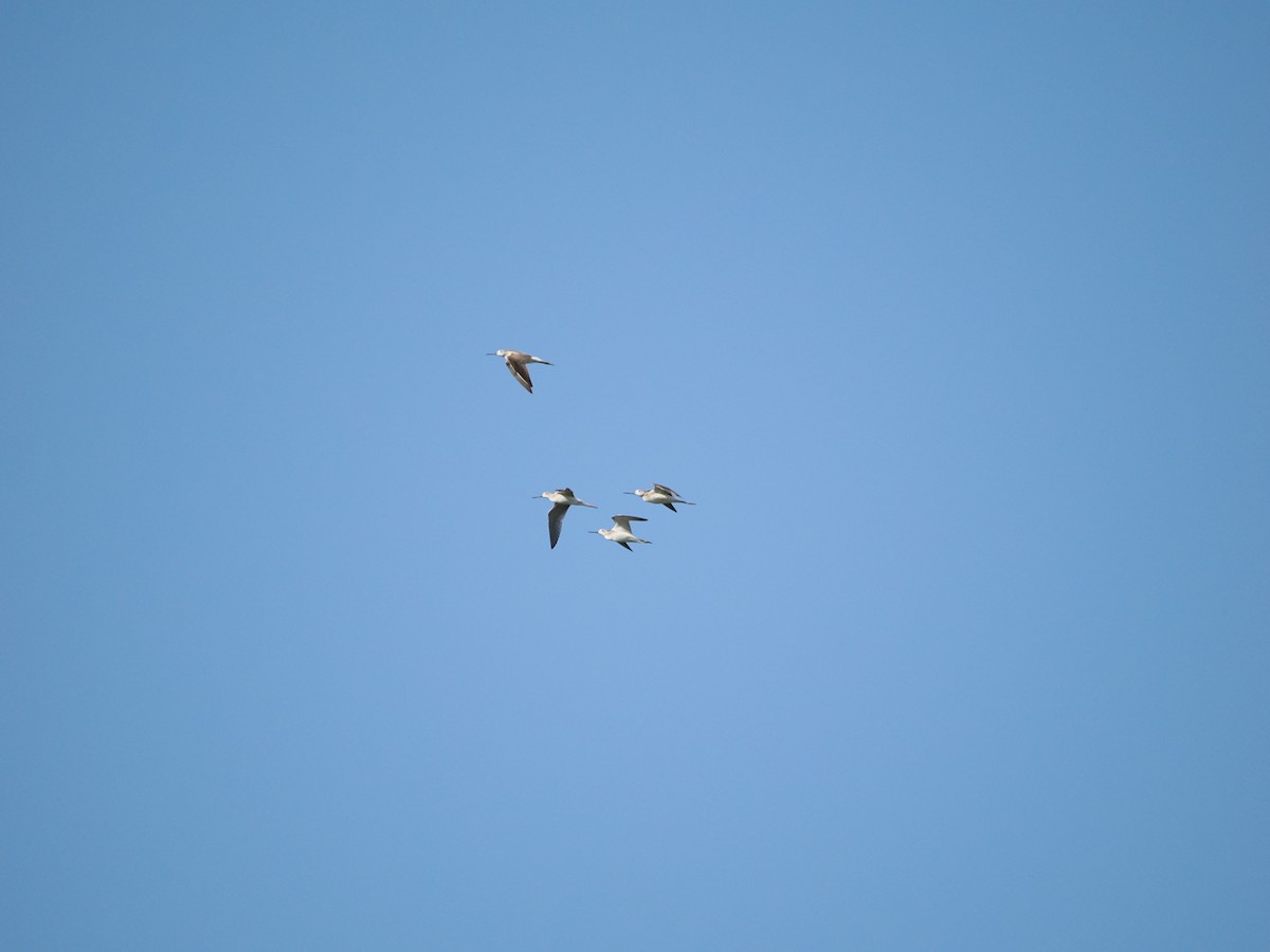 Common Greenshank - ML623621808