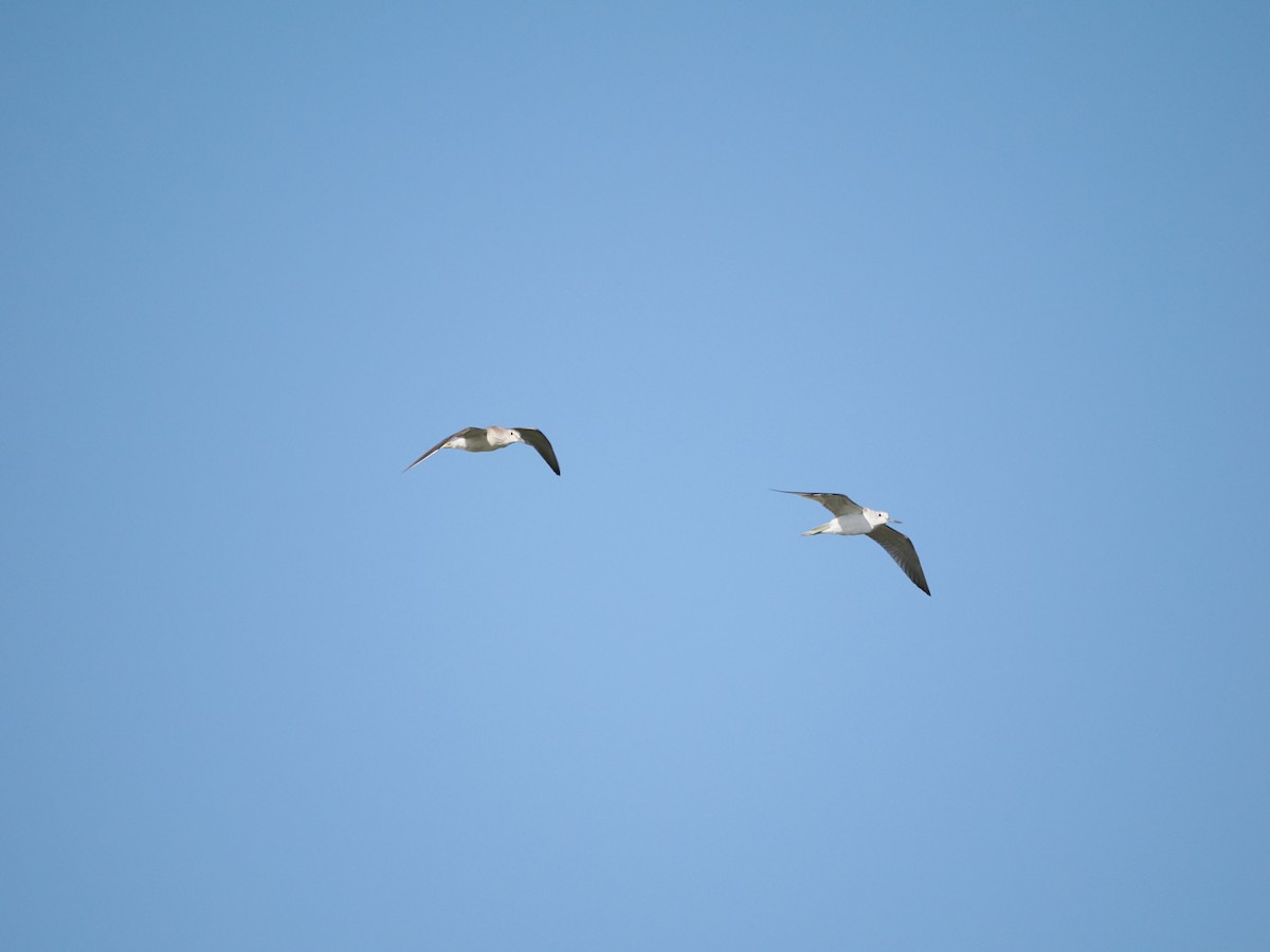 Common Greenshank - ML623621809