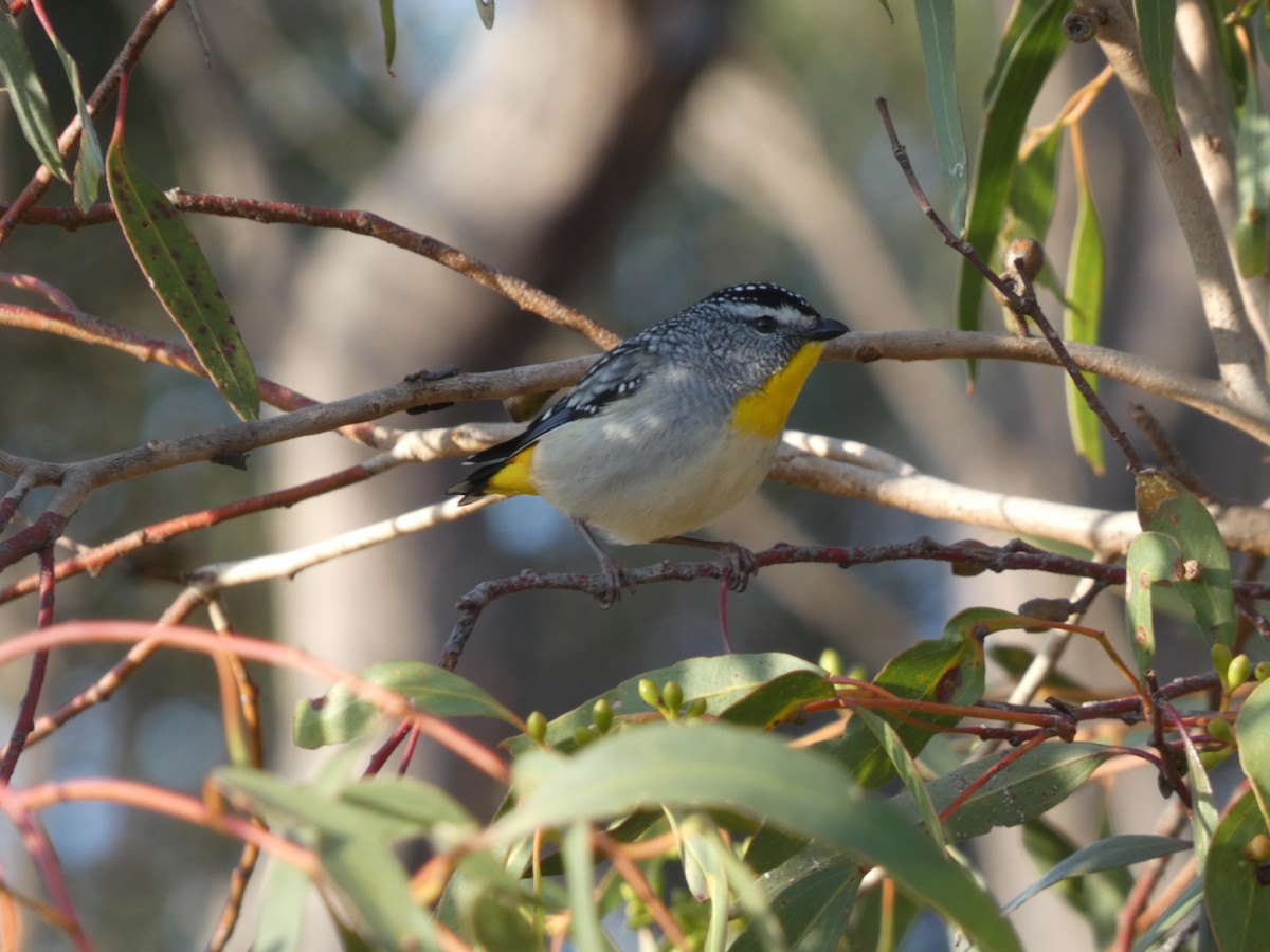 Fleckenpanthervogel - ML623621825