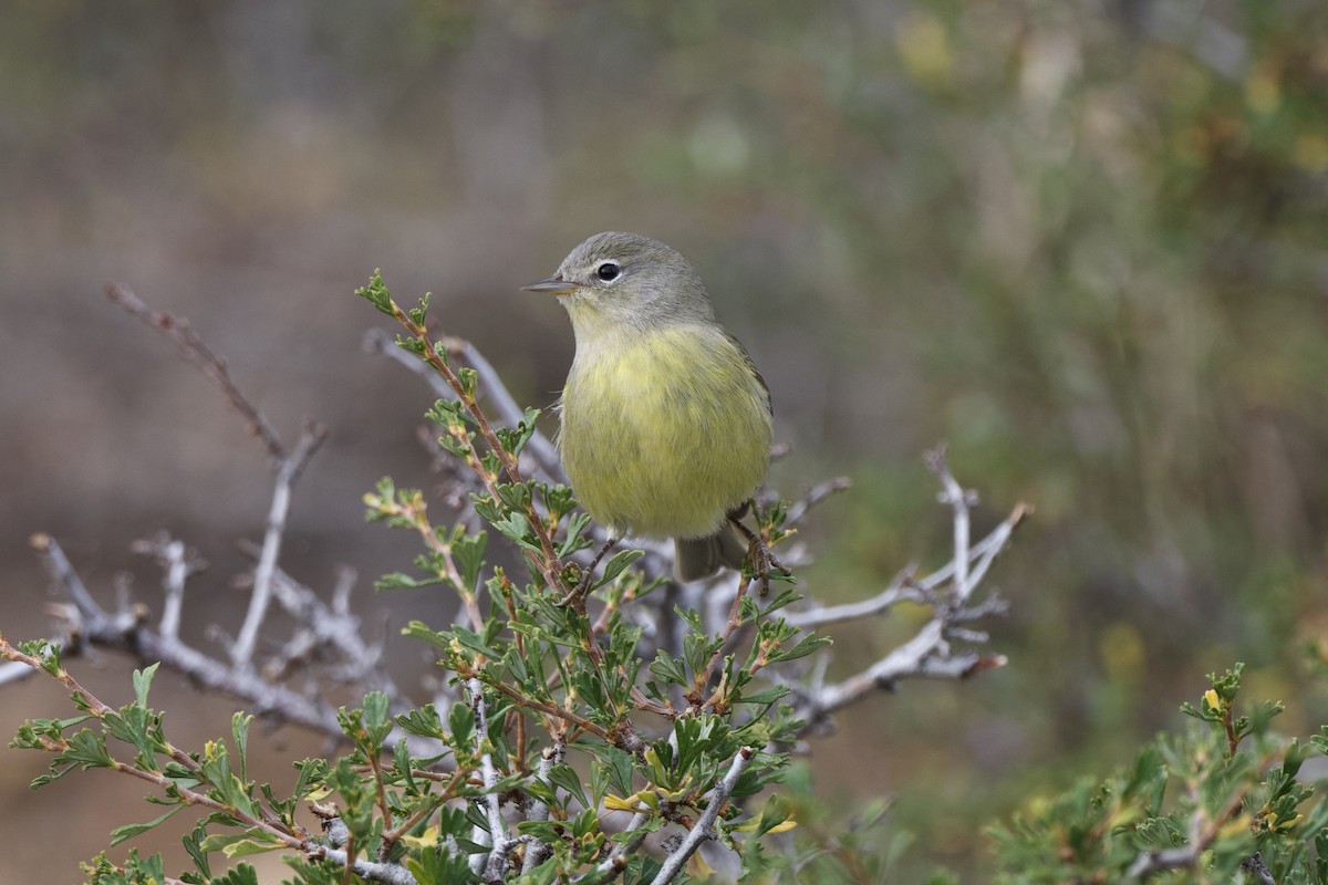 Orange-crowned Warbler - ML623621840