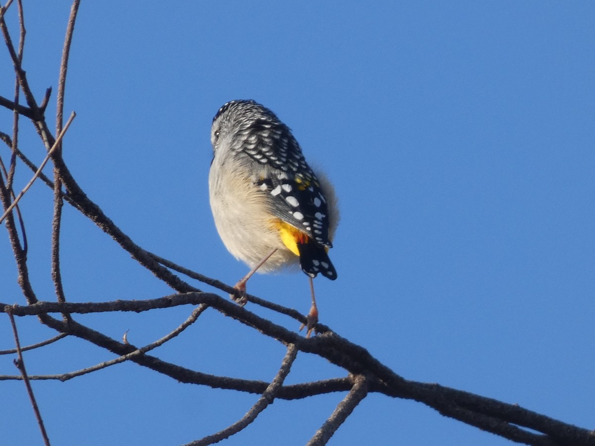 Fleckenpanthervogel - ML623621851