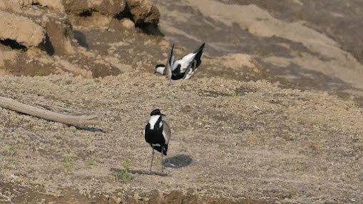 Spur-winged Lapwing - ML623621859