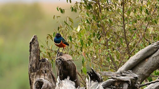 Superb Starling - ML623621898