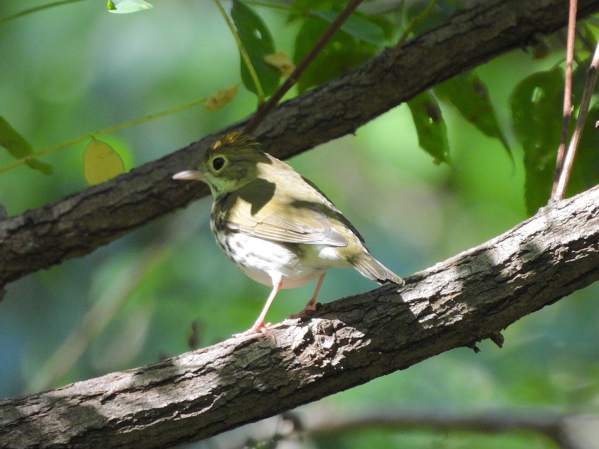 Ovenbird - ML623621911