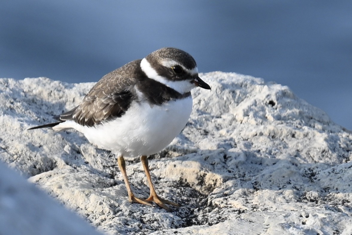 Semipalmated Plover - Robert McLure