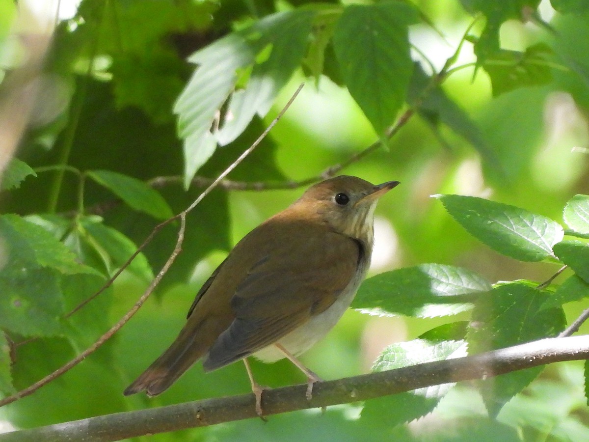 Veery - ML623621930