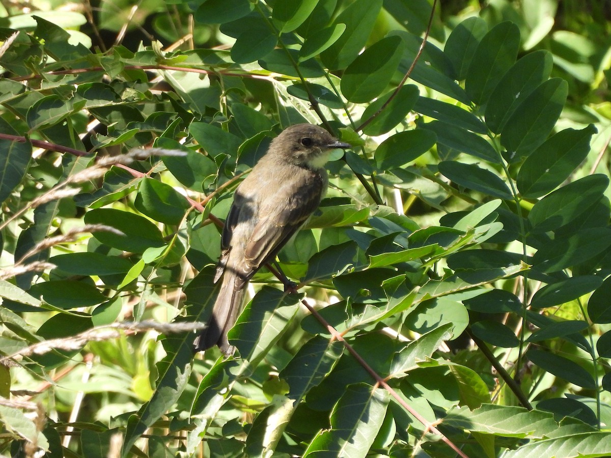 Eastern Phoebe - ML623621936