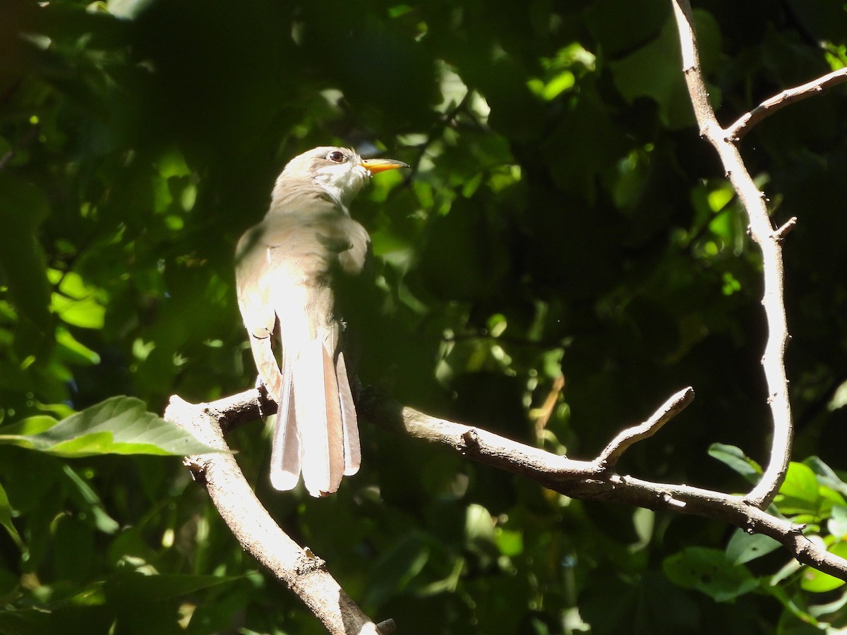 Yellow-billed Cuckoo - ML623621946