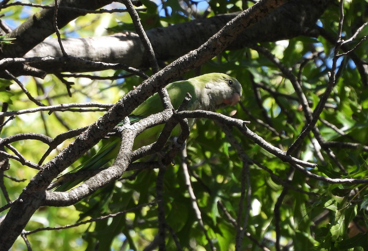 Monk Parakeet - ML623621951