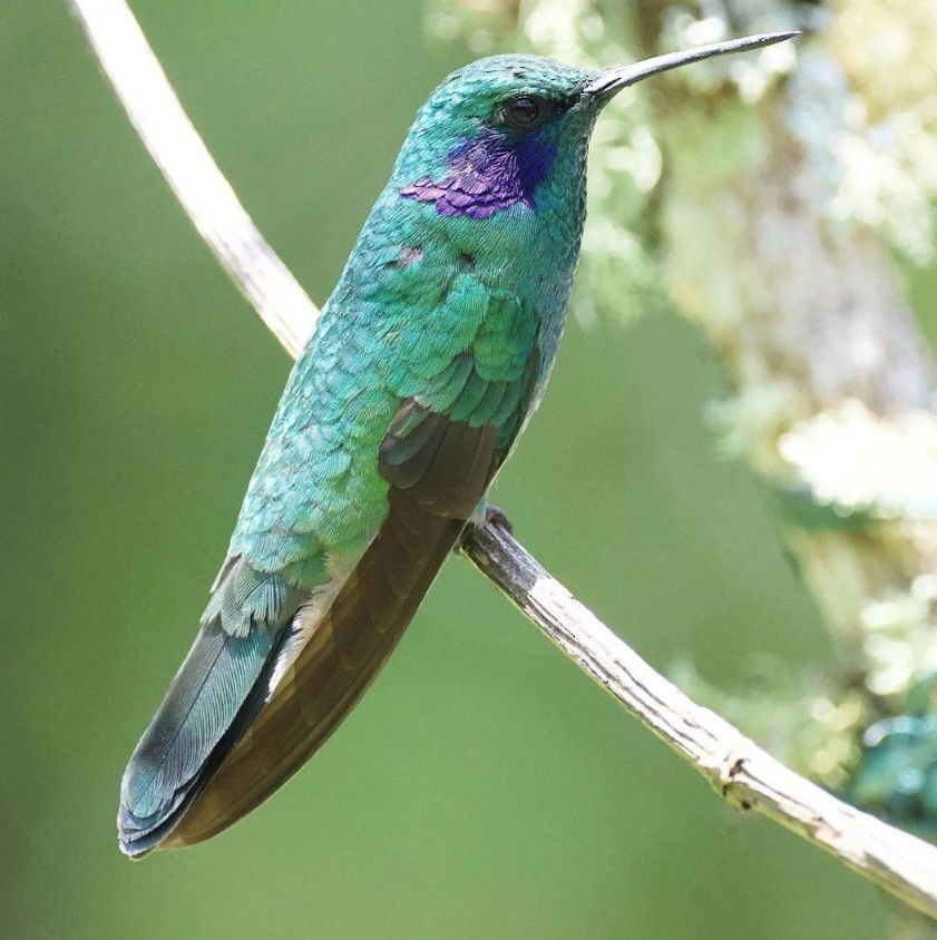 Berg-Veilchenohrkolibri - ML623621993