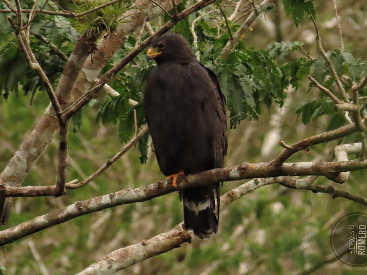 Common Black Hawk - ML623622077