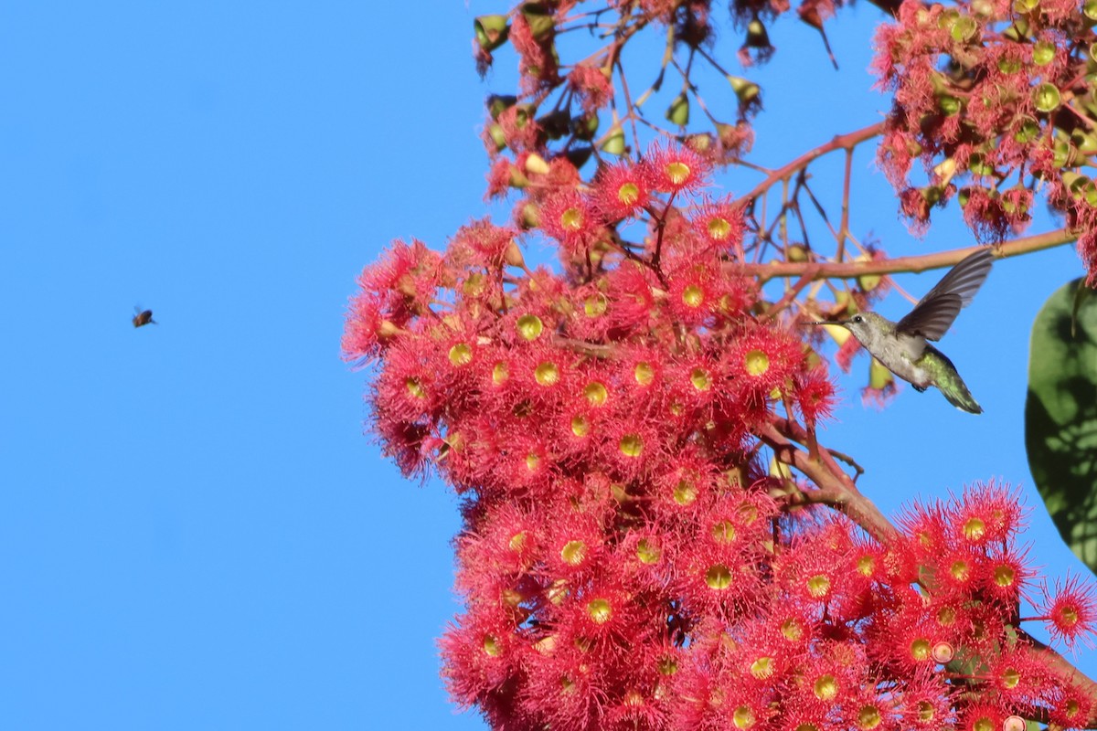 Anna's Hummingbird - ML623622087