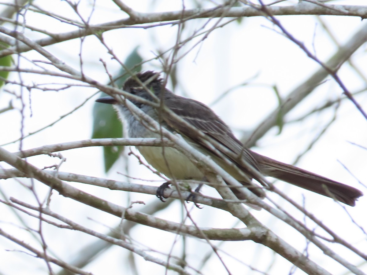 tanımsız Myiarchus sp. - ML623622099