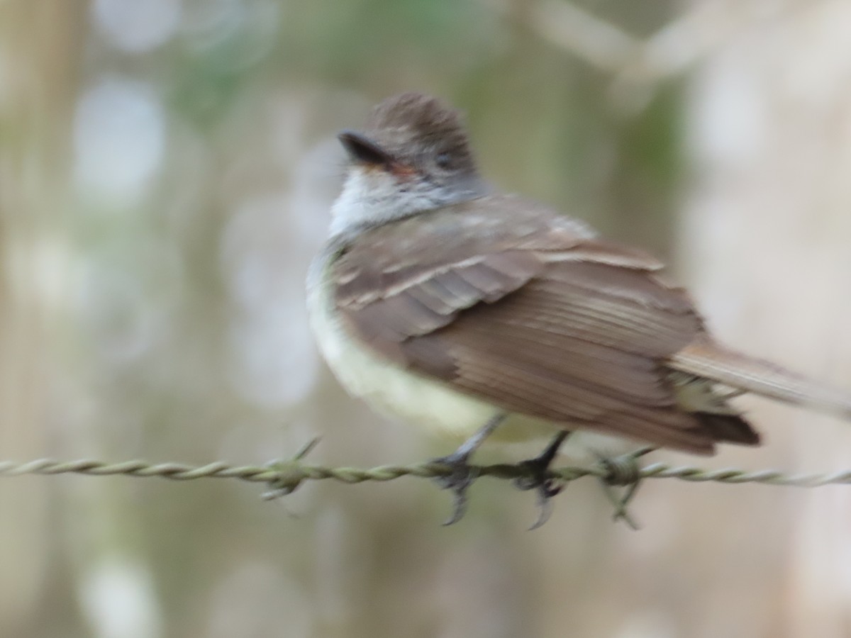 tanımsız Myiarchus sp. - ML623622100