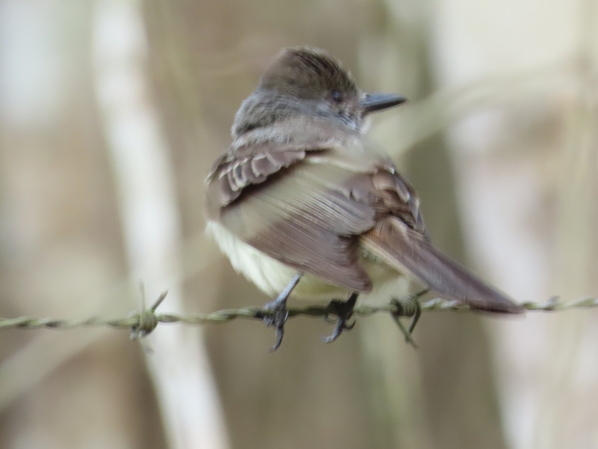 tanımsız Myiarchus sp. - ML623622101