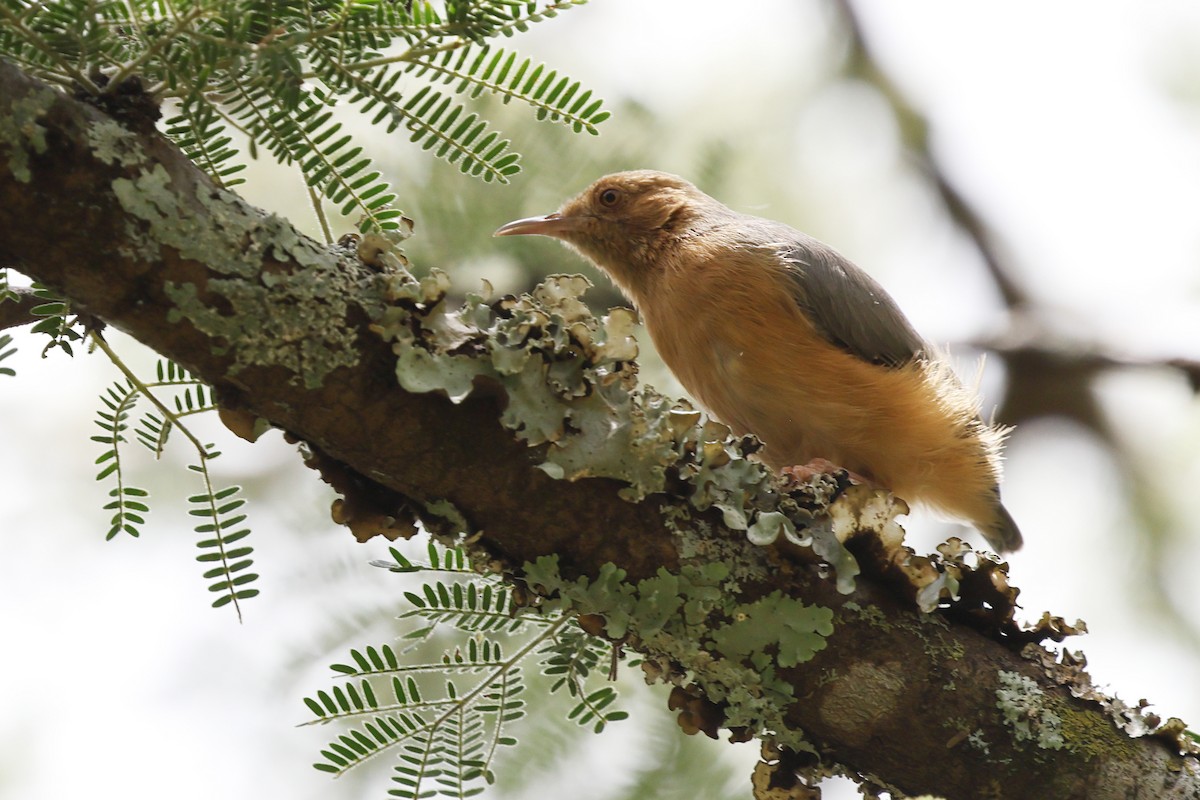 Red-faced Crombec - ML623622108