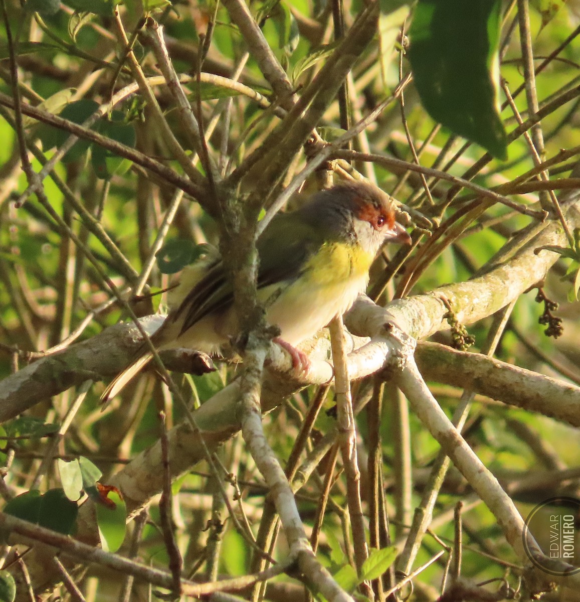 Kızıl Kaşlı Koca Vireo - ML623622116