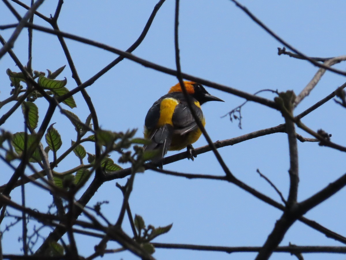 Orange-crowned Oriole - ML623622169