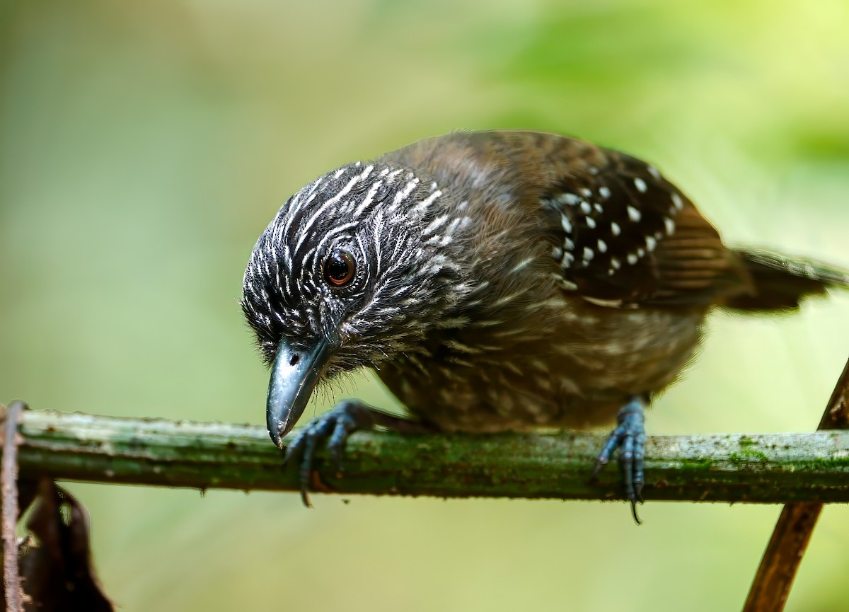 Black-hooded Antshrike - Mike Melton