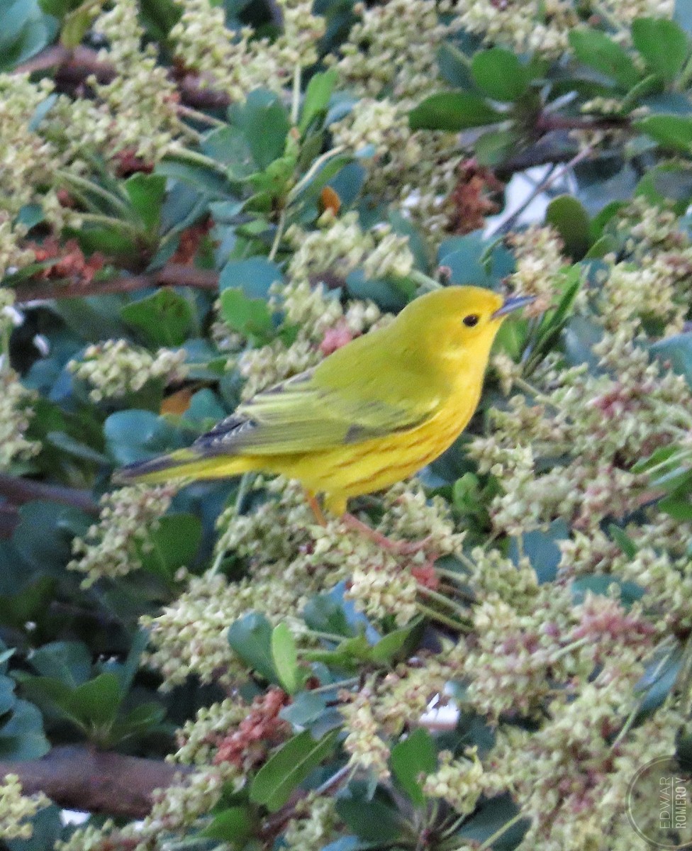 Yellow Warbler - EDWAR ROMERO