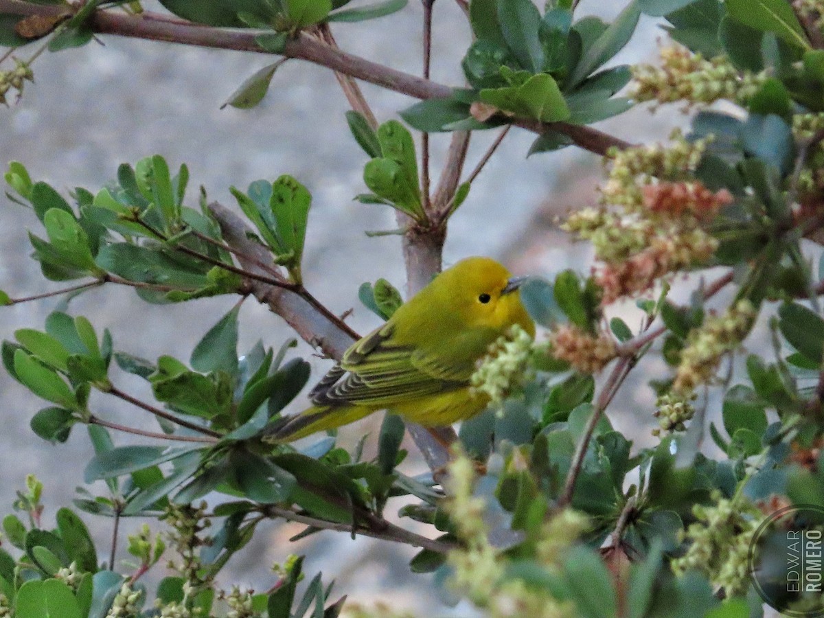 Yellow Warbler - EDWAR ROMERO