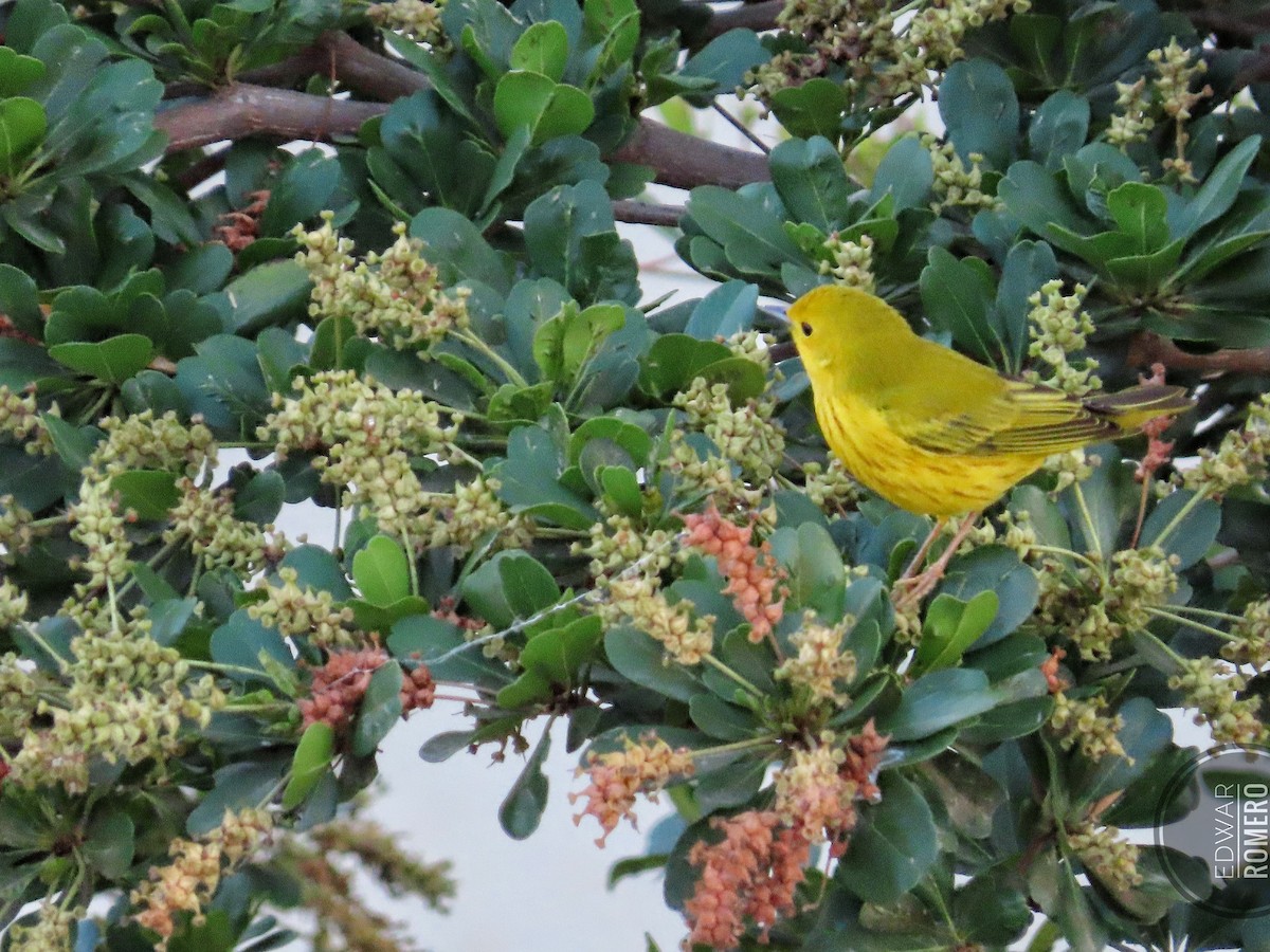 Yellow Warbler - ML623622181