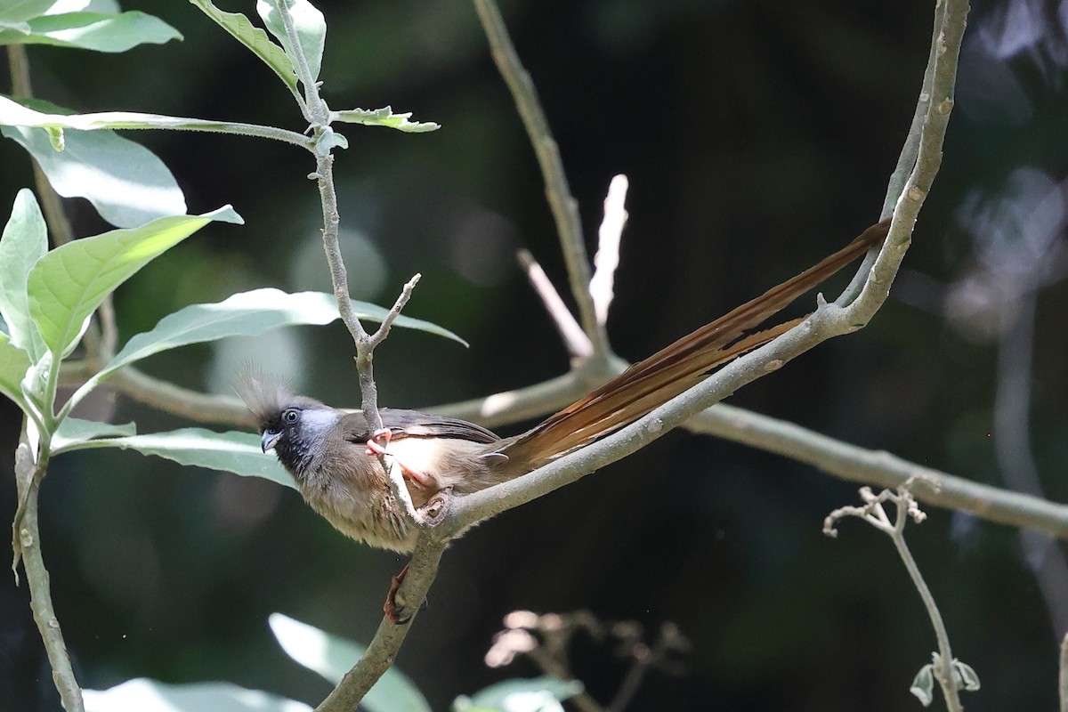 Pájaro Ratón Común - ML623622202