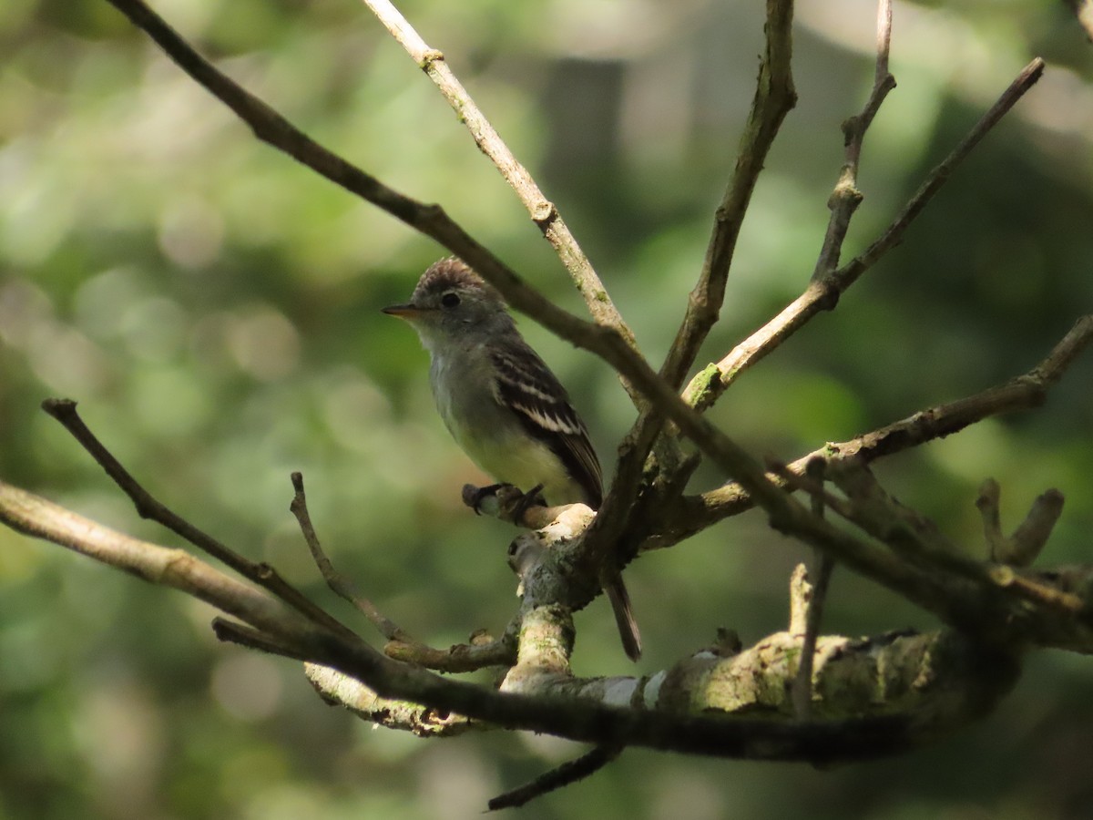 pewee sp. (Contopus sp.) - ML623622207